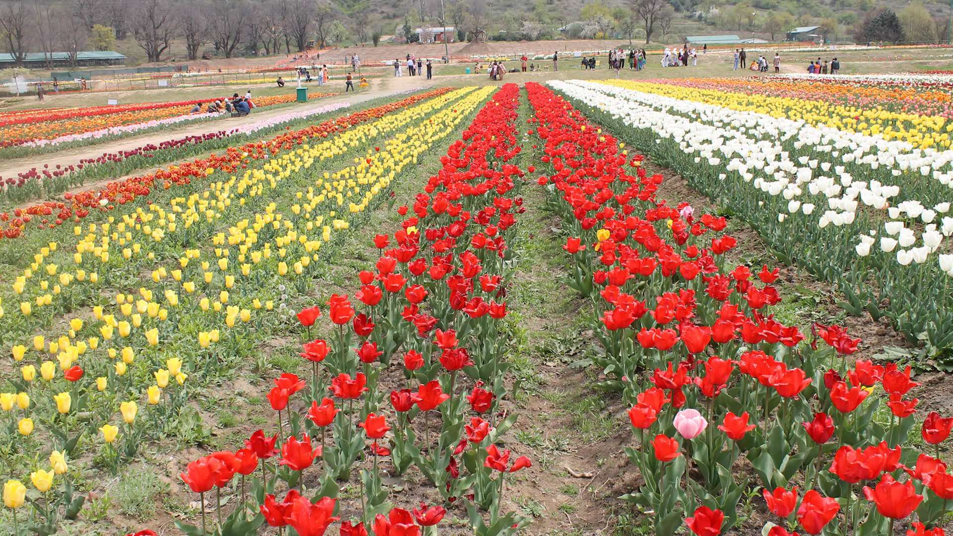 Kashmir Tulip Festival 2023 Date, History, Ticket Price, Major